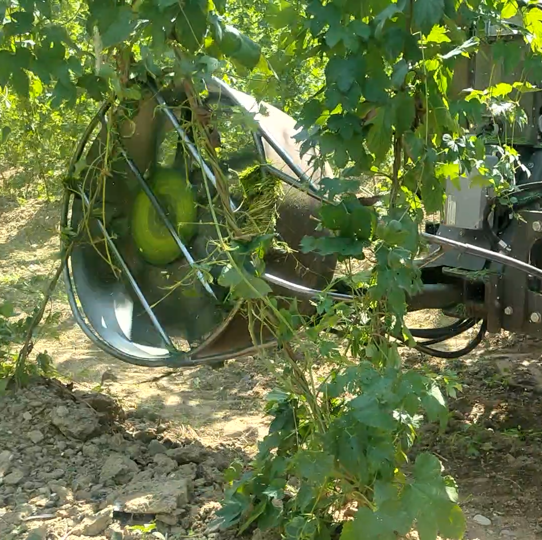 Traktor beim Entlauben in einer Hopfenreihe