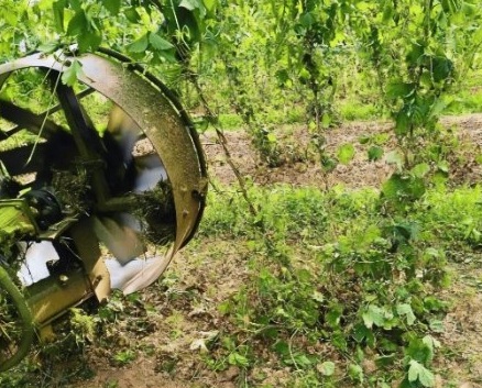 Mechanische Hopfenentlaubung im Einsatz