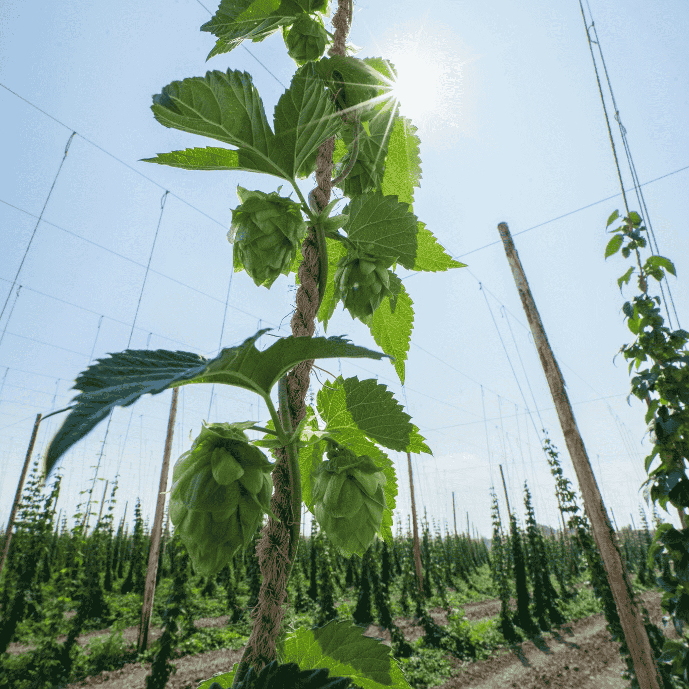 Hopfenbild im Hopfengarten